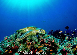 sunbathing turtle by Geoff Spiby 